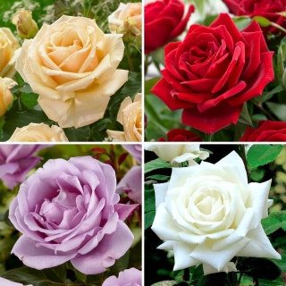 Trandafir cu flori mari (Grandiflora) - selecție de soiuri spectaculoase - patru răsaduri - 