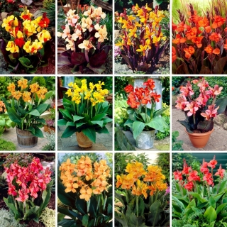 Plántulas de lirio Canna - selección de 12 variedades de plantas con flores