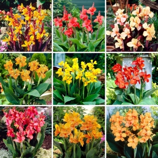 Plántulas de lirio Canna - selección de 9 variedades de plantas con flores