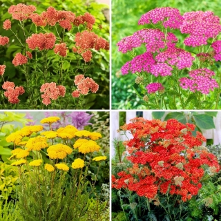 Common yarrow seedlings - selection of 4 flowering plant varieties