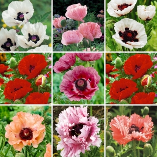 Valmuefrøplanter - utvalg av 9 blomstrende plantesorter
