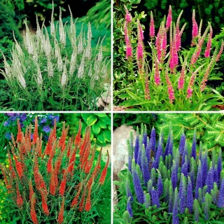 Mudas Speedwell - seleção de 4 variedades de plantas com flores