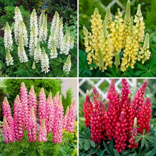 Lupinfrøplanter - utvalg av 4 blomstrende plantesorter