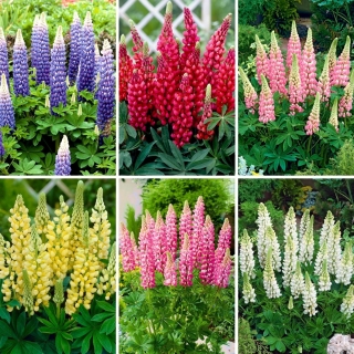 Lupin seedlings - selection of 6 flowering plant varieties