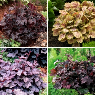 Alumroot-Setzlinge - Auswahl von 4 blühenden Pflanzensorten - 