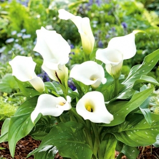 Zantedeschia, Calla Lily White - XL pakke - 50 stk.