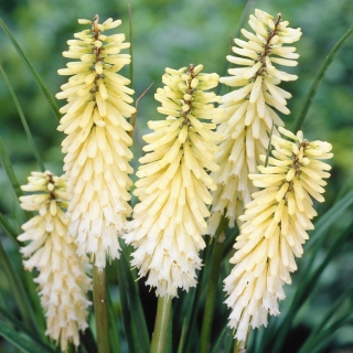 Kniphofia, Red Hot Poker, Tritoma White - gros paquet ! - 10 pieces