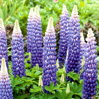 Lupinus, Lupin, Lupin Blue - Pack XL - 50 uds.