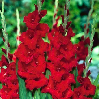 Gladiolus Červené cibuľky XXL - XL balenie - 50 ks