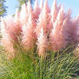 Pink Pampas grass - rootstock -   large package! - 10 pcs
