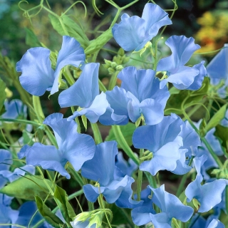 蓝色甜豌豆种子 - 山L豆属odoratus  -  36粒种子 - Lathyrus odoratus - 種子
