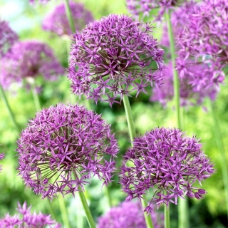 Cebola ornamental Violet Beauty - 3 unidades