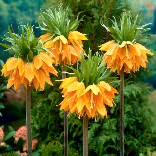 Arancio brillante corona imperiale; fritillaria imperiale, corona di Kaiser - confezione grande! - 10 pezzi