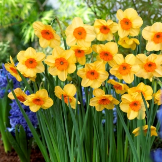 Kedron daffodil - XXXL pack  250 pcs
