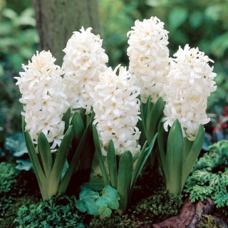 White Pearl hyacint - 3 ks