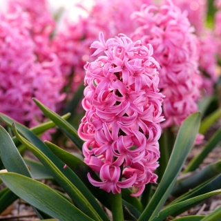 Scarlet Pearl hyacint - 3 st - 