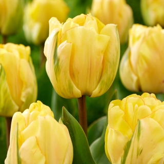 Tulipes Akebono - 5 pieces