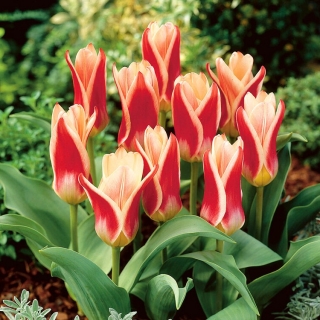 Stuepige tulipan - 5 stk.
