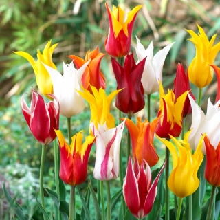 Seleção de tulipas com flores de lírio - Mistura de flores de lírio - pacote XL - 50 unid.