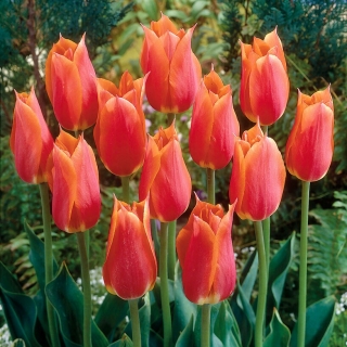 Tulipa Big Brother - pacote XXXL 250 unid.