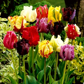 Selection de tulipes perroquets - Parrot mix - XL pack - 50 pcs