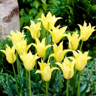 Tulipe Cistule - 5 pcs