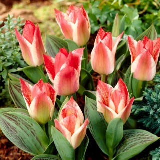 Zar Peter tulipan - XXXL pakke 250 stk.