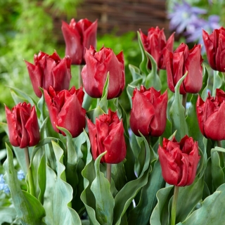 Tulipano Robinho - Confezione XL - 50 pz