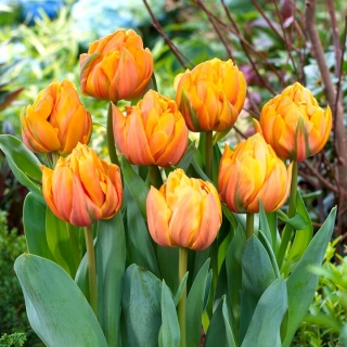 Freeman tulip - 5 pcs
