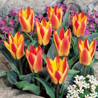 Zlatý den tulipán - 5 ks.