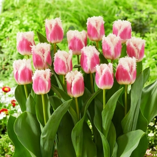 Havajský tulipán - XXXL balení 250 ks.