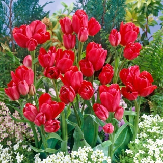 Merry Go Round tulipan - 5 stk.