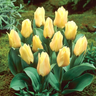 Mieke Telkamp tulipán - 5 uds
