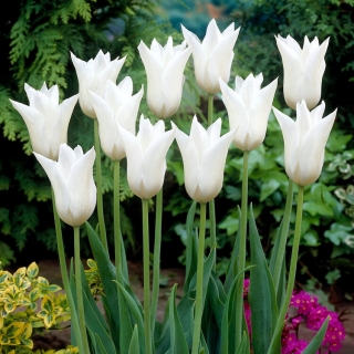 Tulipa Triumphator branca - pacote XL - 50 unid.