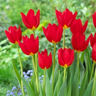 Wisley tulipan - 5 kosov