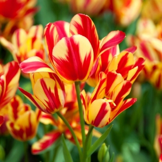 Wonder Club tulipan - XXXL pakke 250 stk.