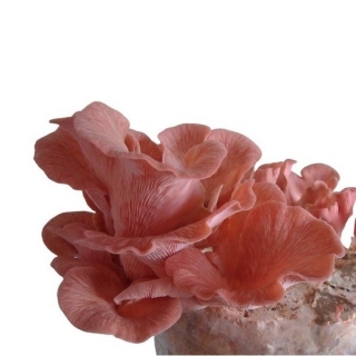 핑크 굴 버섯 - Pleurotus djamor