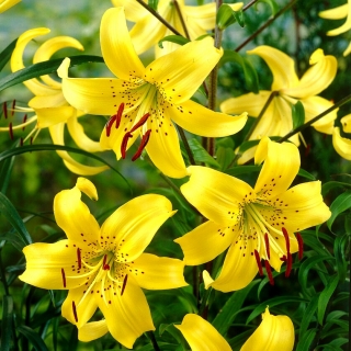 Lilium, Lily Yellow Tiger - XL pakk - 50 tk