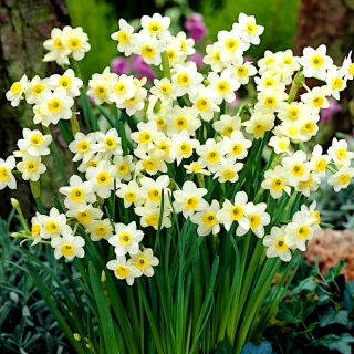 Narcissus Minnow - Daffodil Minnow - XXXL pakke 250 stk