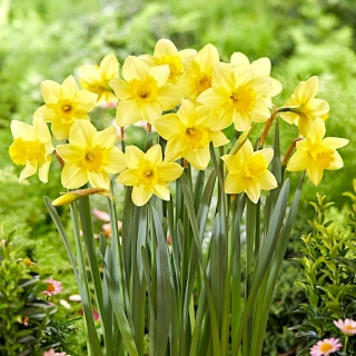 Barenwyn daffodil - XXXL pack  250 pcs