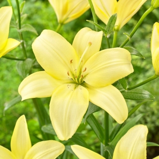 Lily - Easy Vanilla - pollenfri, perfekt til vasen! - XL pakke - 50 stk.