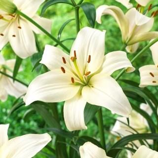 Lily - Bianco Perla - Confezione XL - 50 pz