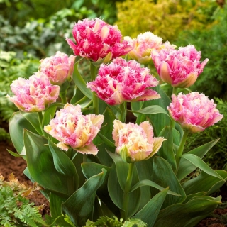Tulipa Cool Crystal - Pack XL - 50 uds