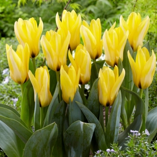 Partitura tulipe - pack XXXL 250 pcs