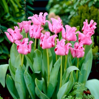 Obrázkový tulipán - XXXL balenie 250 ks
