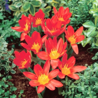 Scarlet Baby tulip - 5 kosov