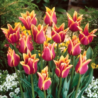 Sonetový tulipán - XXXL balenie 250 ks