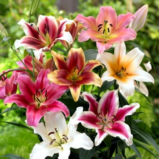 Tree lily selection - large package! - 10 pcs