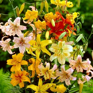 Tiger lily selection