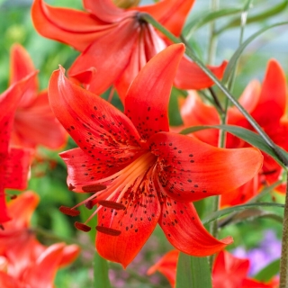 Red Life tiger lily - XL pack - 50 pcs